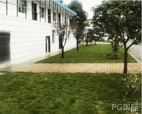 草坪栽培技能