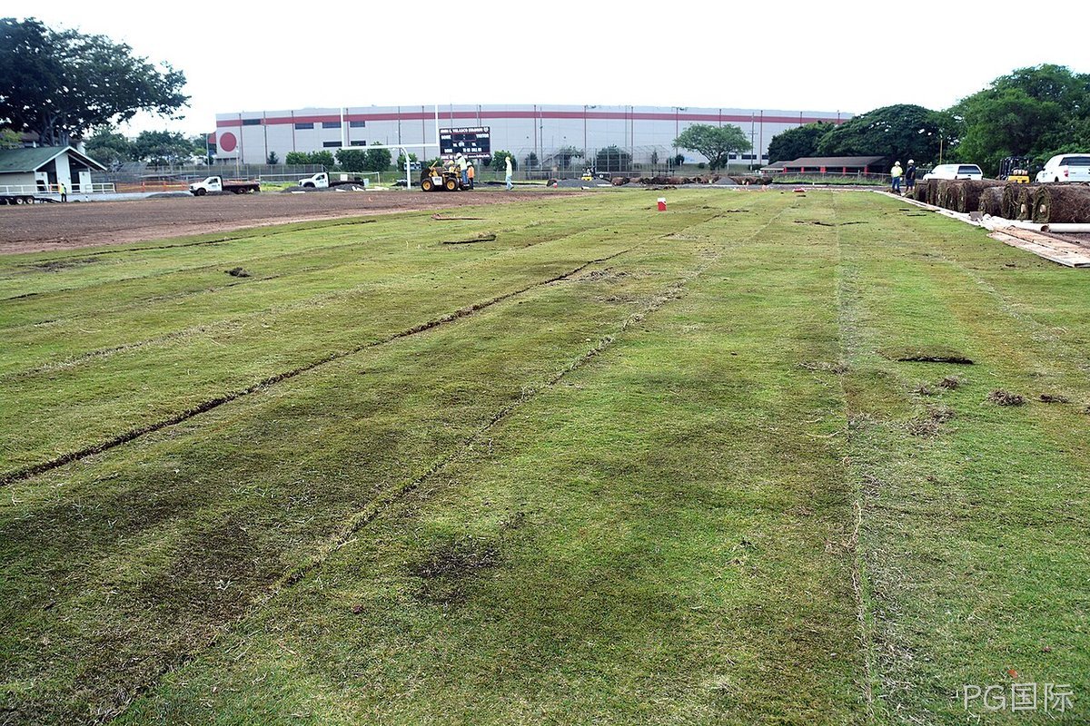 马尼拉草坪的养护知识