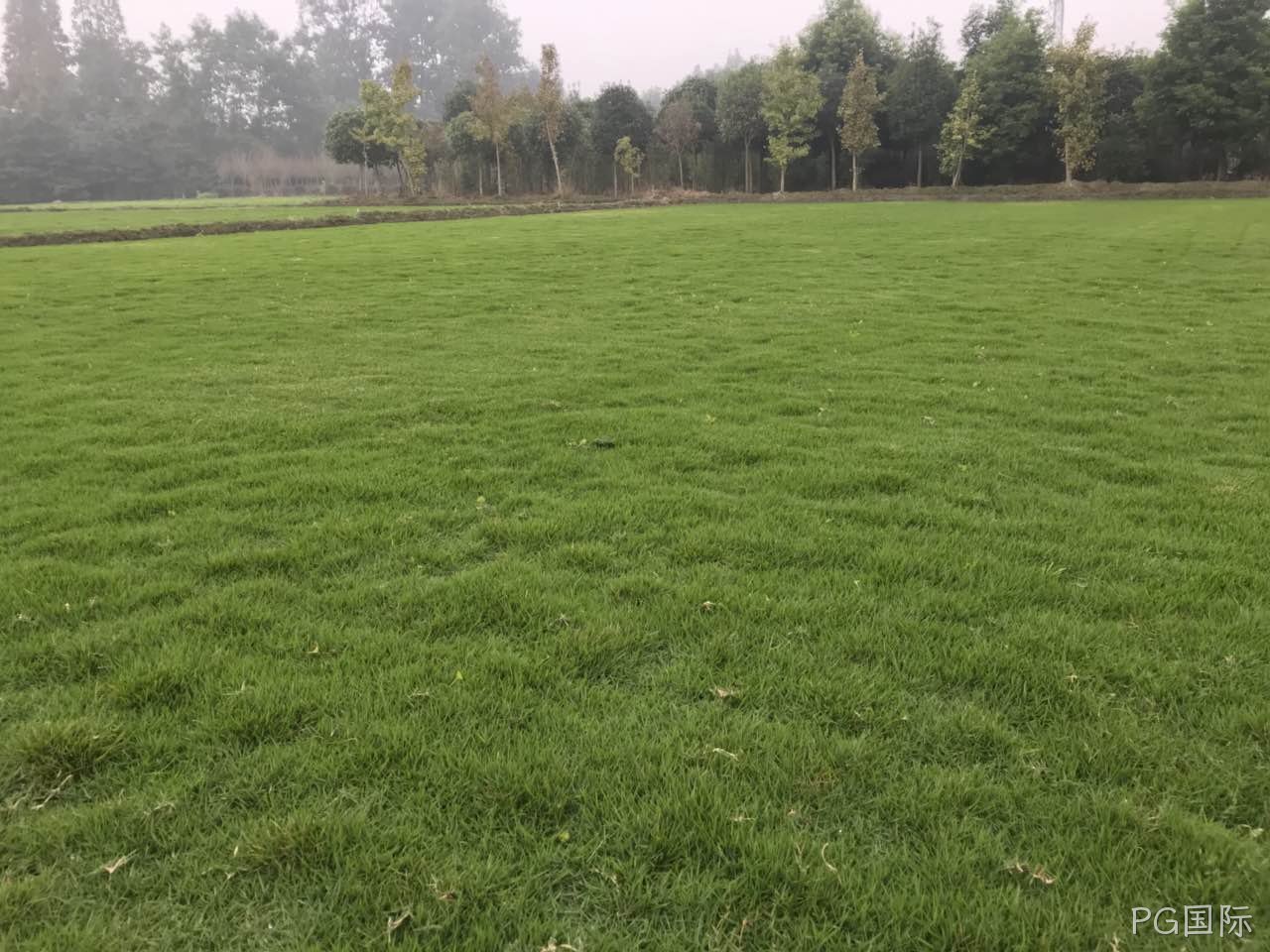河北草坪种植厂家就找PG国际 河北草坪种植厂家就找PG国际